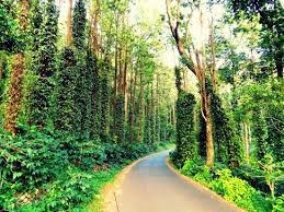 yercaud images